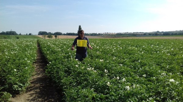 Kartoffelfeld (C) Anita Kamptner LK NÖ Web Kartoffelfeld mit Person