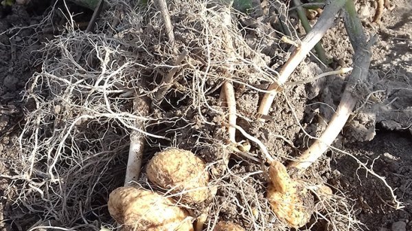 1 Stolburbefall Kartoffel (C) Anita Kamptner LKNÖ Web Stolburbefall Kartoffel