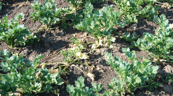 2 Stolburbefall Sellerie (C) Günter Brader AIT Web Stolburbefall Sellerie