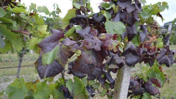3 Stolburbefall Weinrebe (C) Monika Riedle Bauer Hblauba1 Stolburbefall Weinrebe