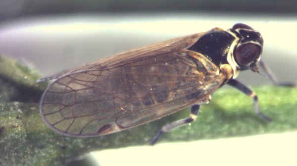 4 Windenglasflügelzikade (C) Monika Riedle Bauer Hblauba Klosterneuburg Web Windenglasflügelzikade